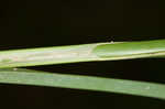 Shoreline sedge